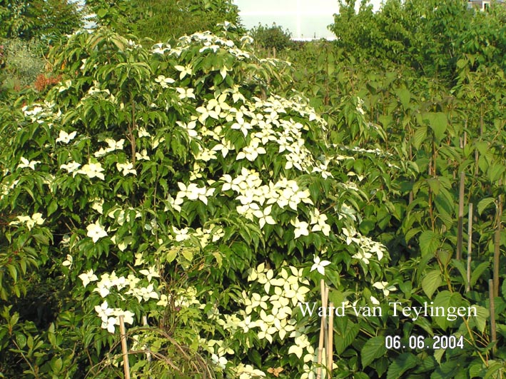 Cornus kousa 'Trinity Star'