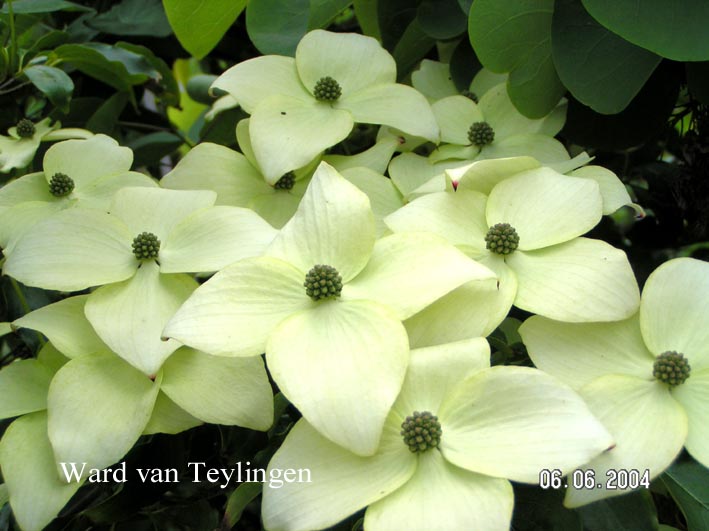 Cornus kousa 'Trinity Star'