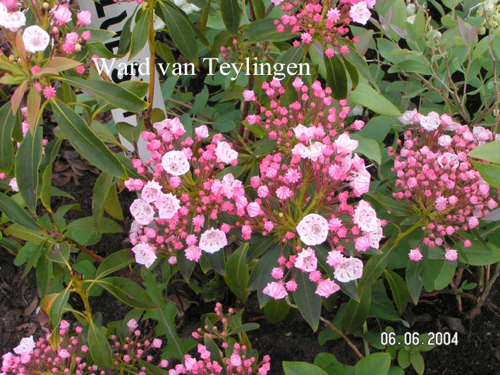 Kalmia latifolia