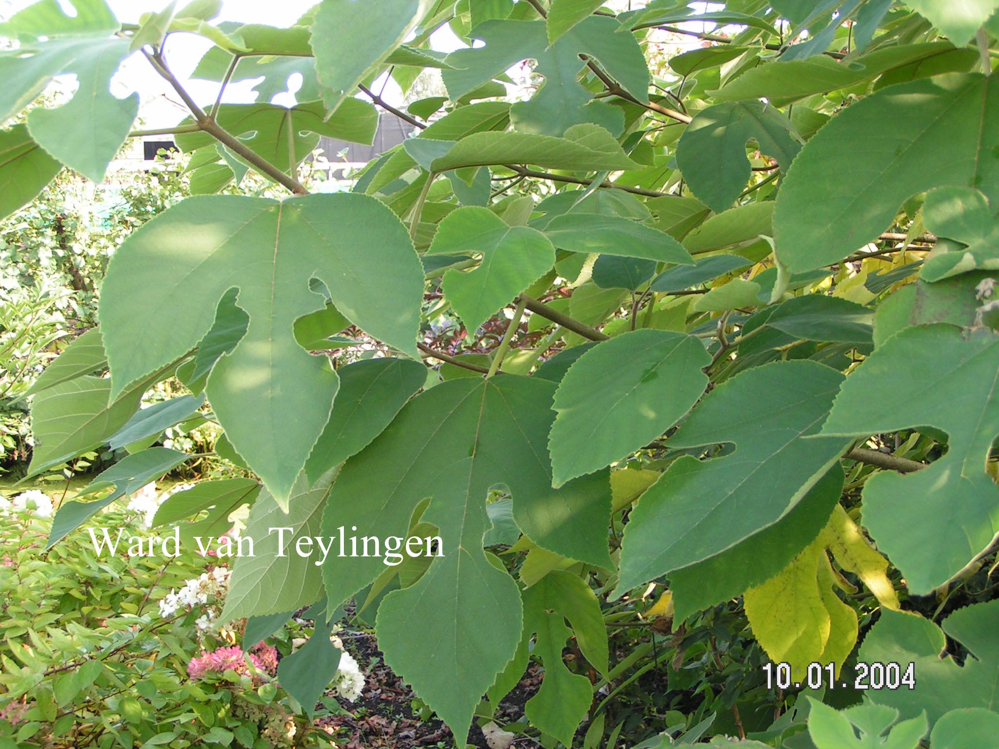 Broussonetia papyrifera