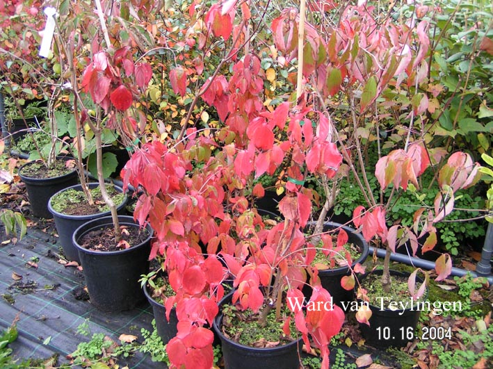 Cornus kousa 'Weaver's Weeping'