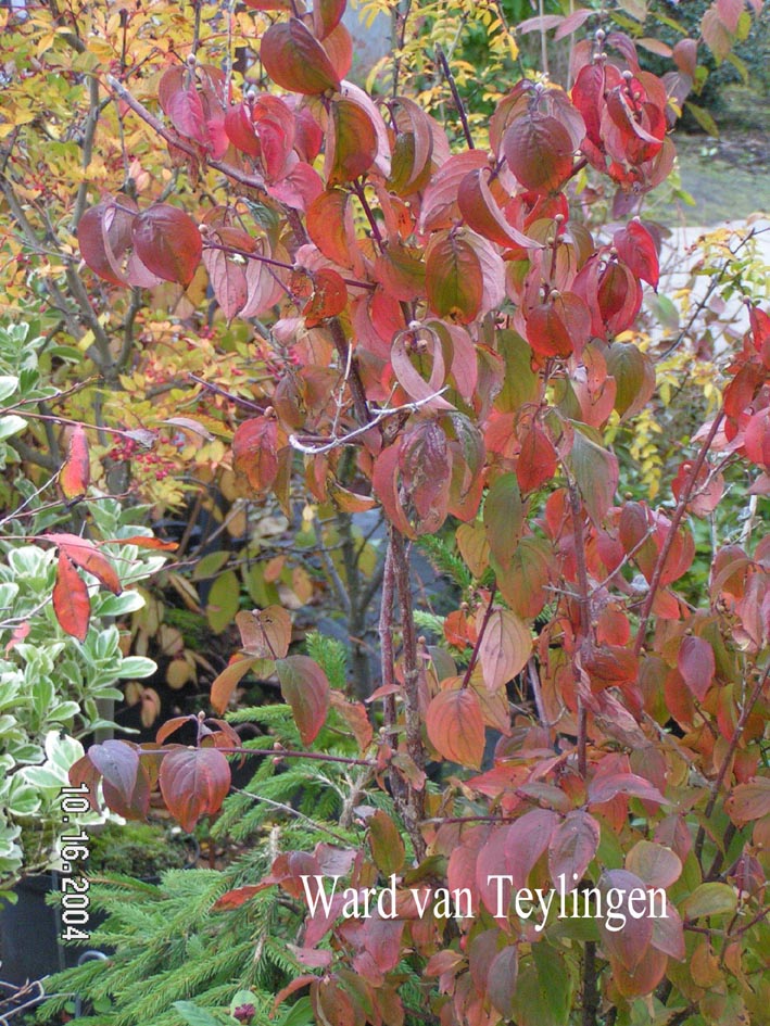 Cornus officinalis