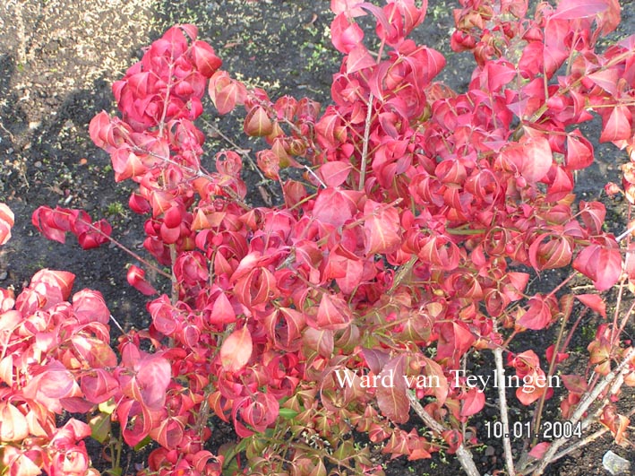 Euonymus alatus 'Compactus'