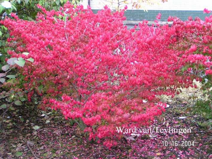 Euonymus alatus 'Compactus'