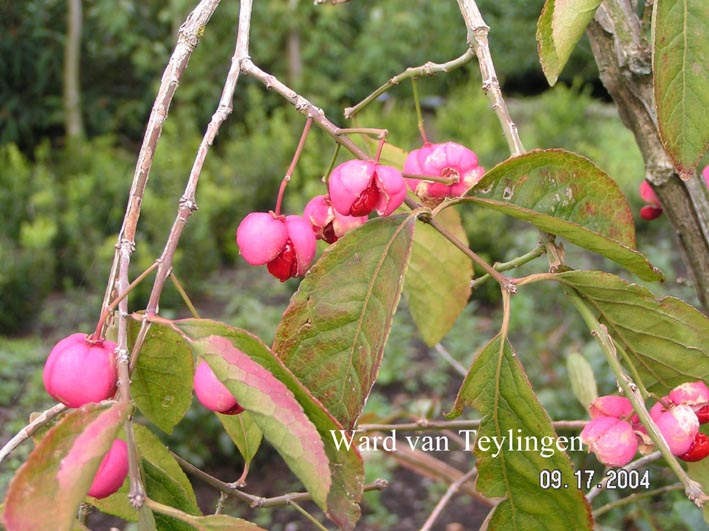 Euonymus phellomanus