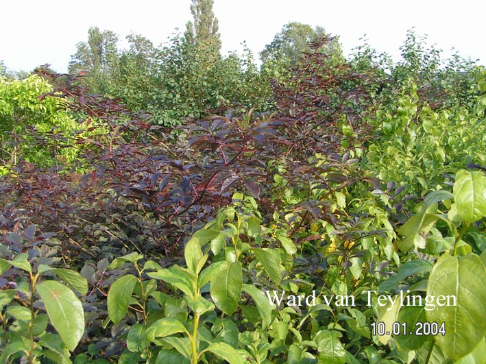 Sambucus nigra 'Thundercloud' (RED HOLY)