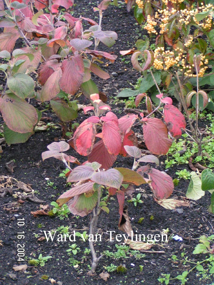 Viburnum furcatum