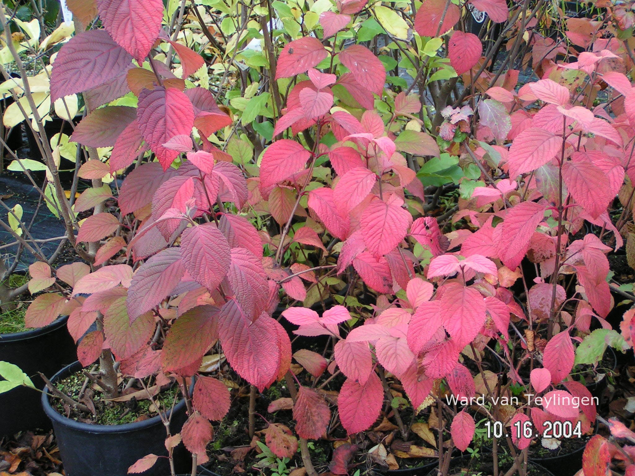 Viburnum plicatum 'Rotundifolium'