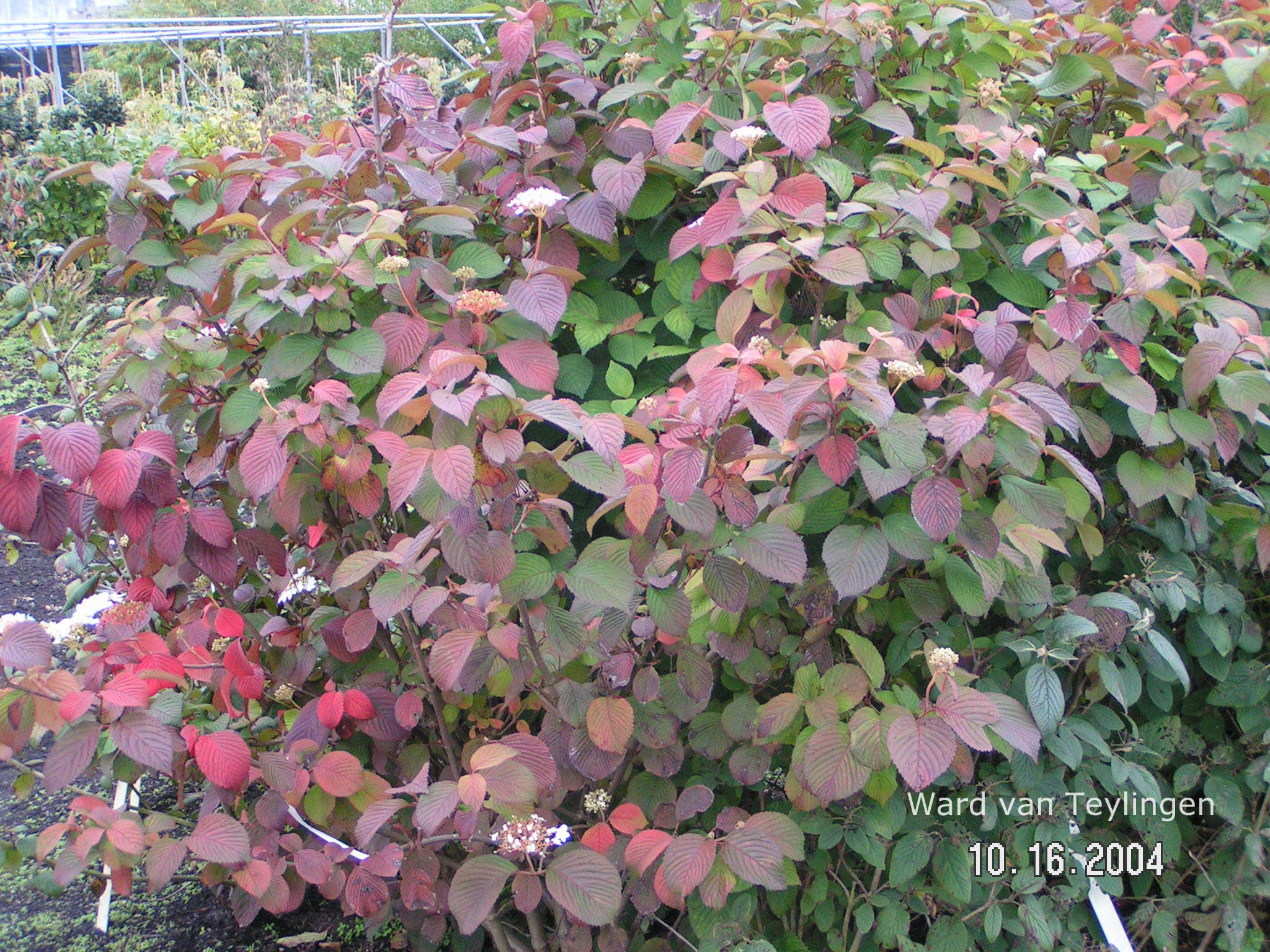 Viburnum plicatum 'Rotundifolium'