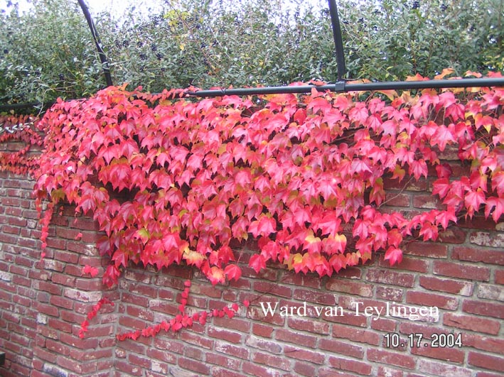 Parthenocissus tricuspidata 'Veitchii'