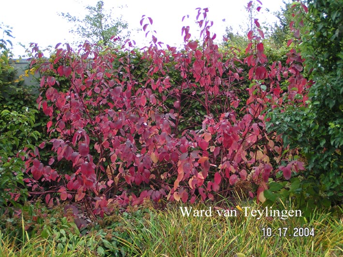 Cornus alba 'Sibirica'