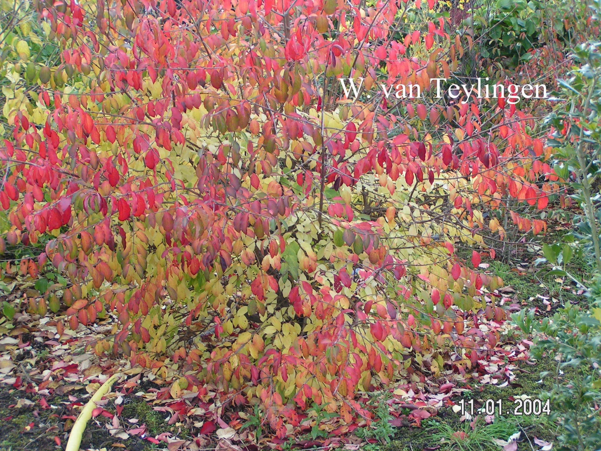 Viburnum cassinoides