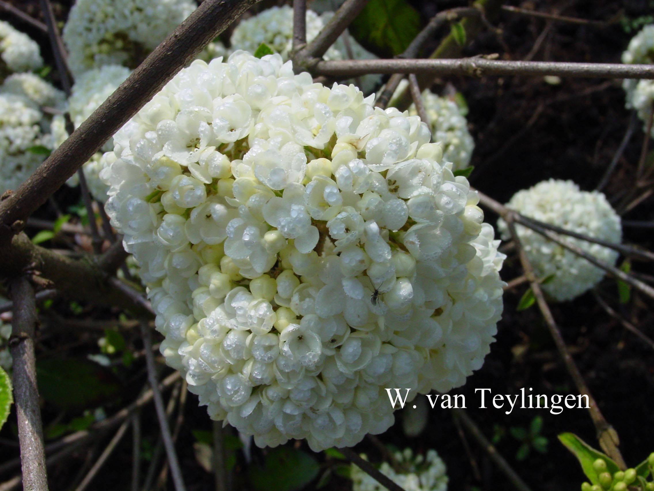 Viburnum 'Eskimo'