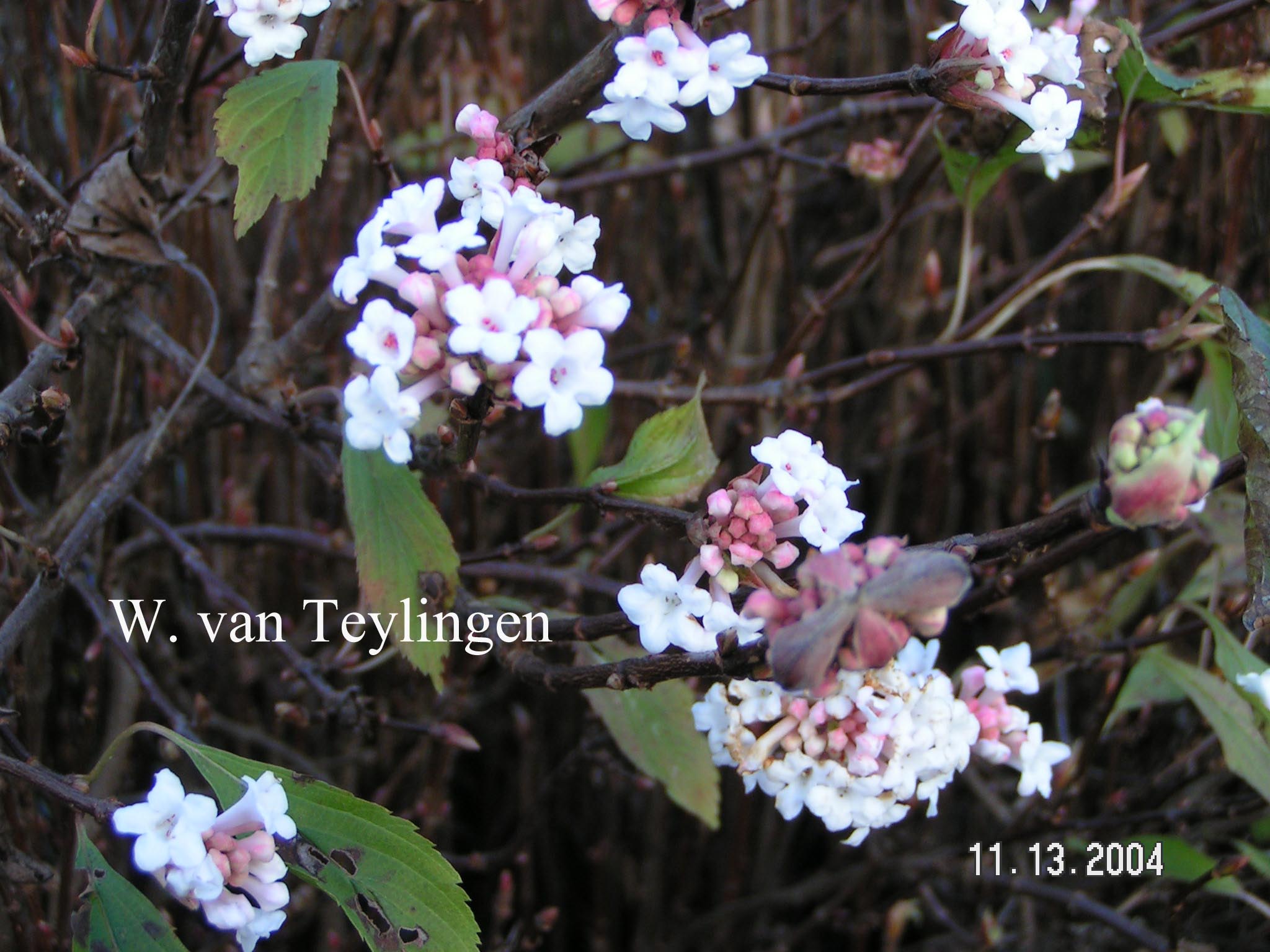 Viburnum farreri 'December Dwarf'