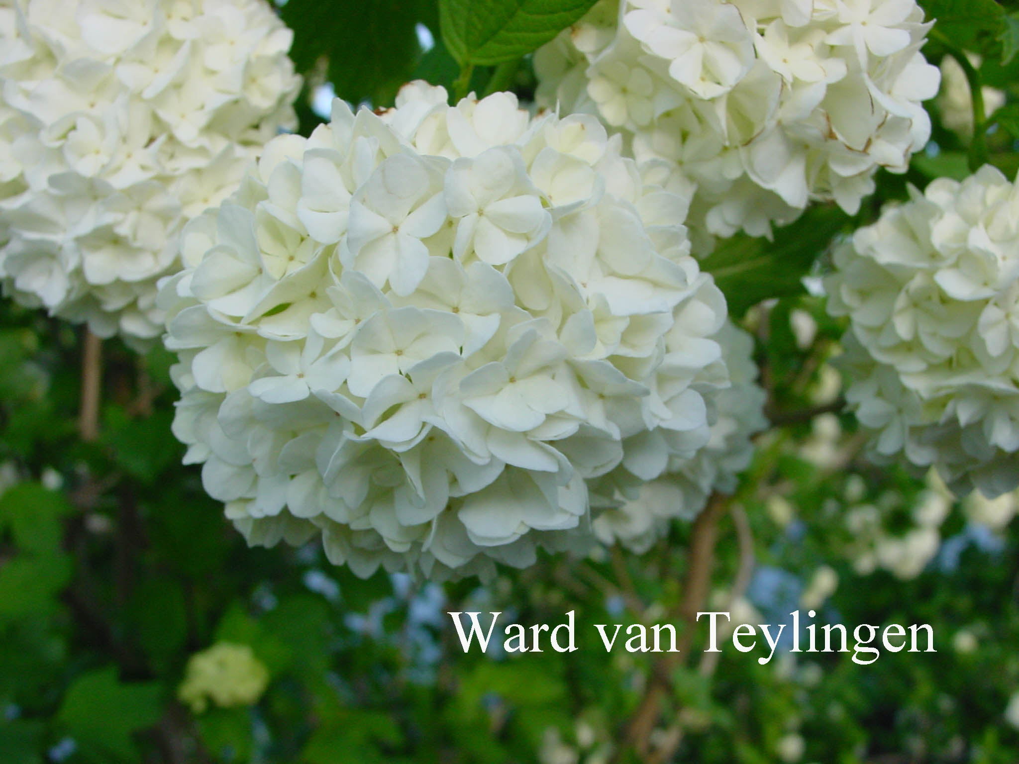 Viburnum opulus 'Roseum'