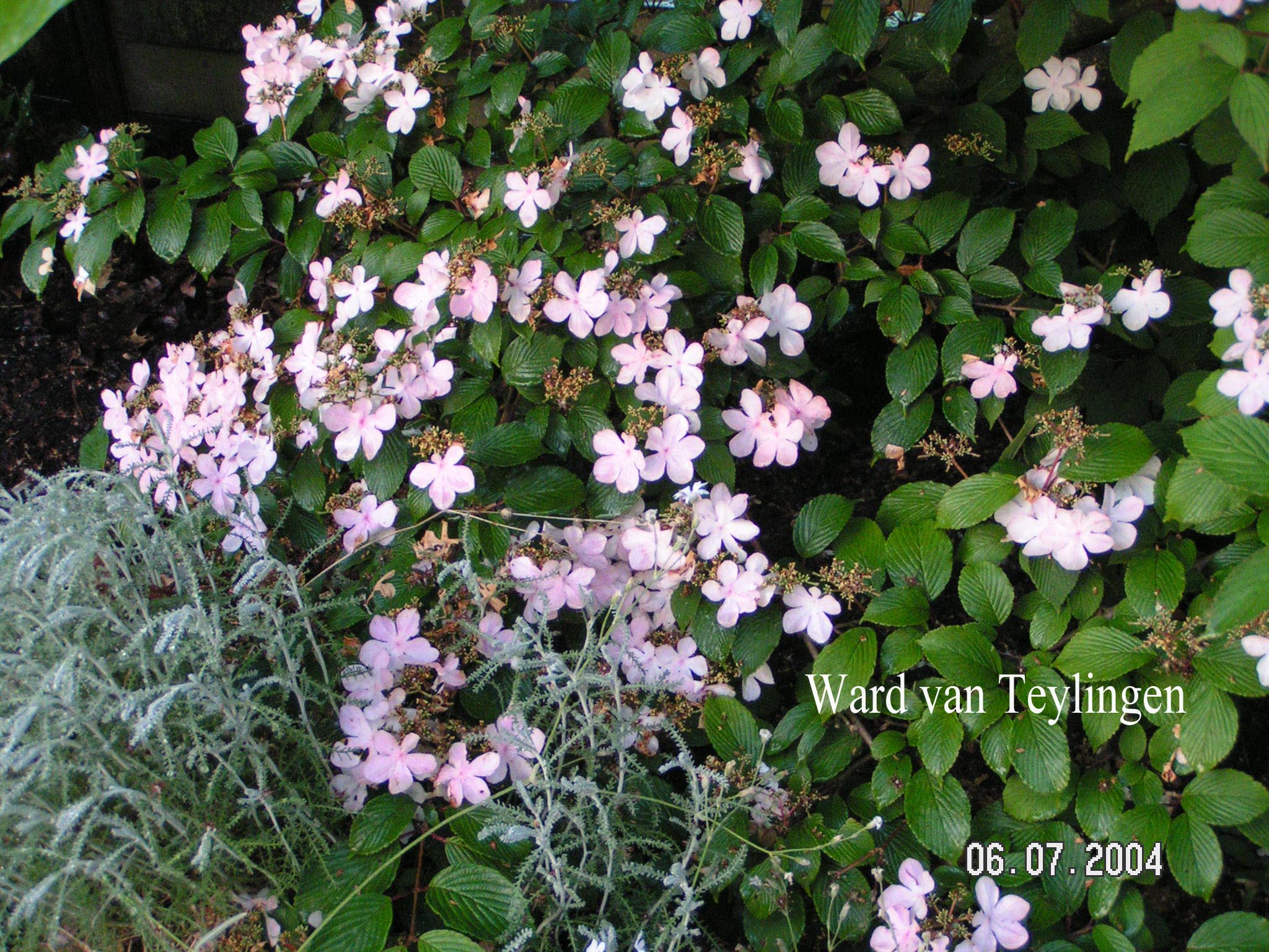 Viburnum plicatum 'Molly Schroder'