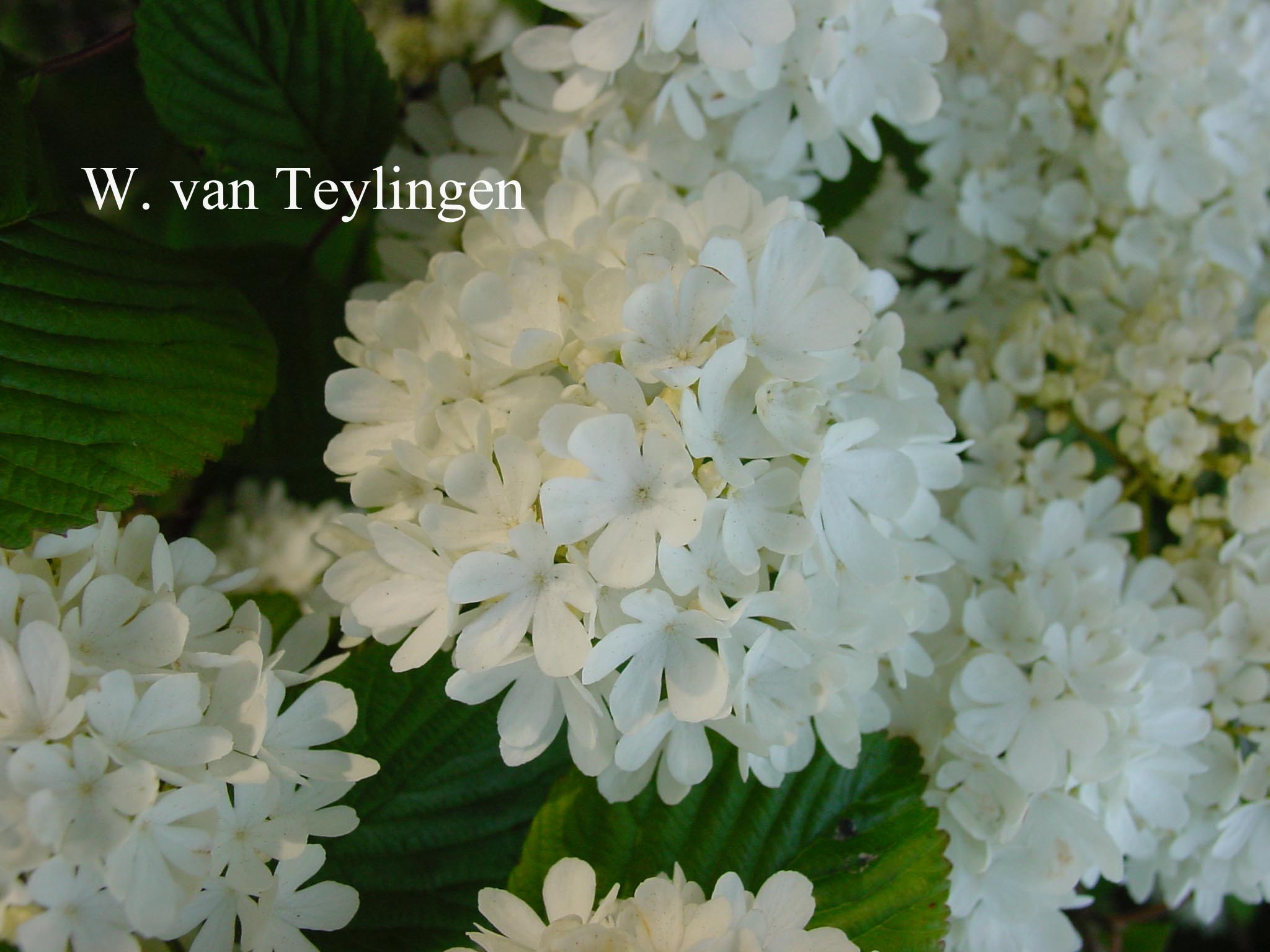 Viburnum plicatum 'Popcorn'