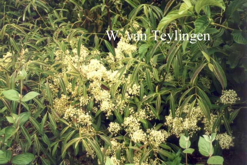 Viburnum henryi