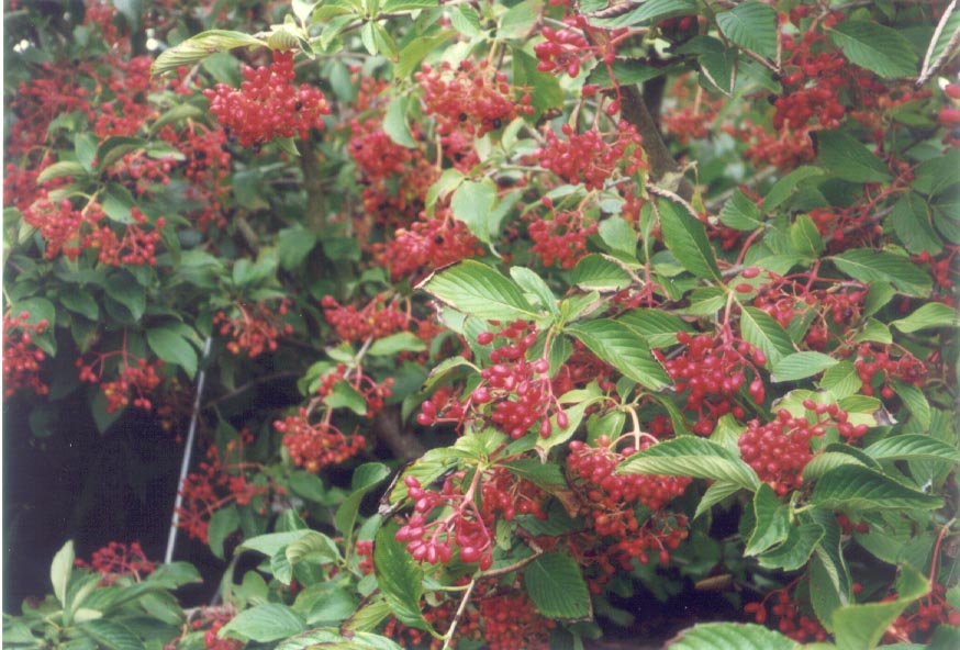 Viburnum sieboldii