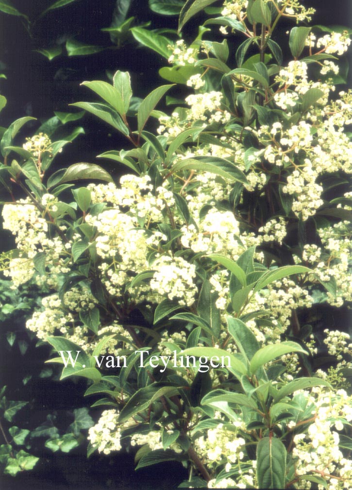 Viburnum erubescens