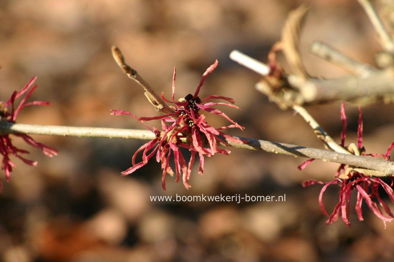 Hamamelis intermedia 'Livia'