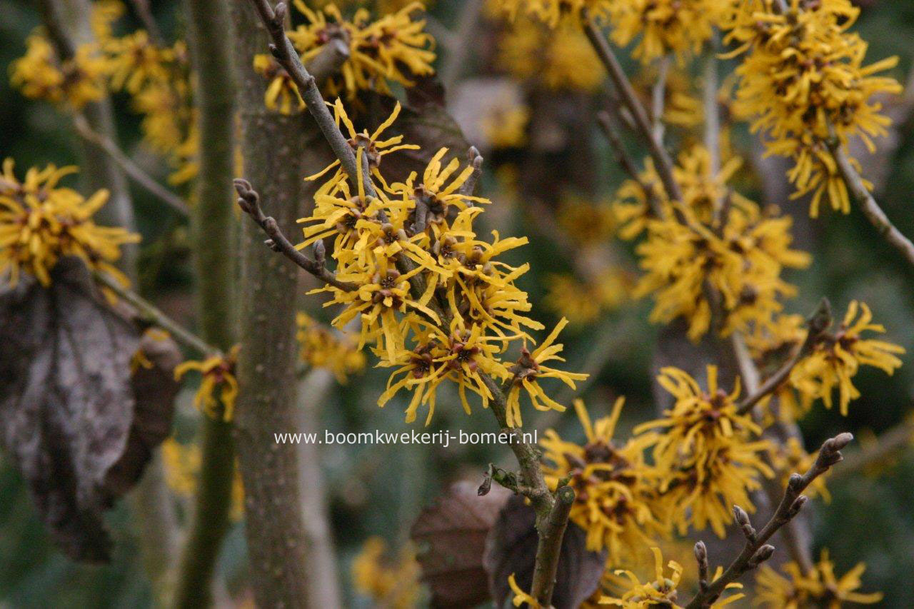 Hamamelis 'Doerak'