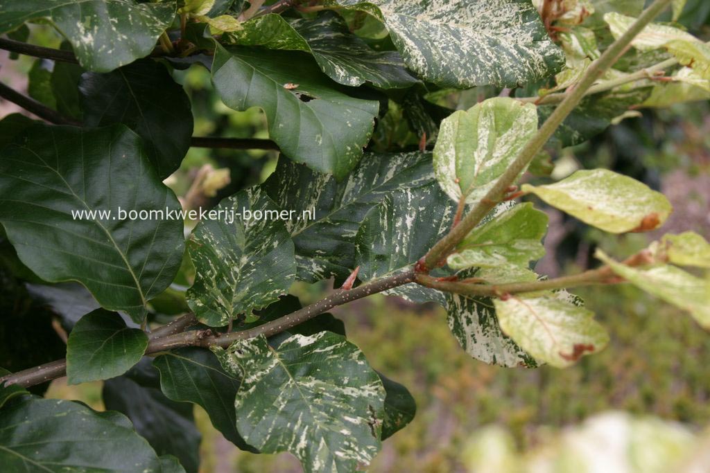 Fagus sylvatica 'Marmorata'