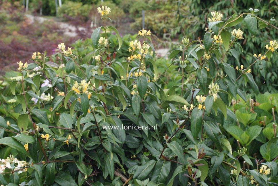 Lonicera henryi 'Copper Beauty'