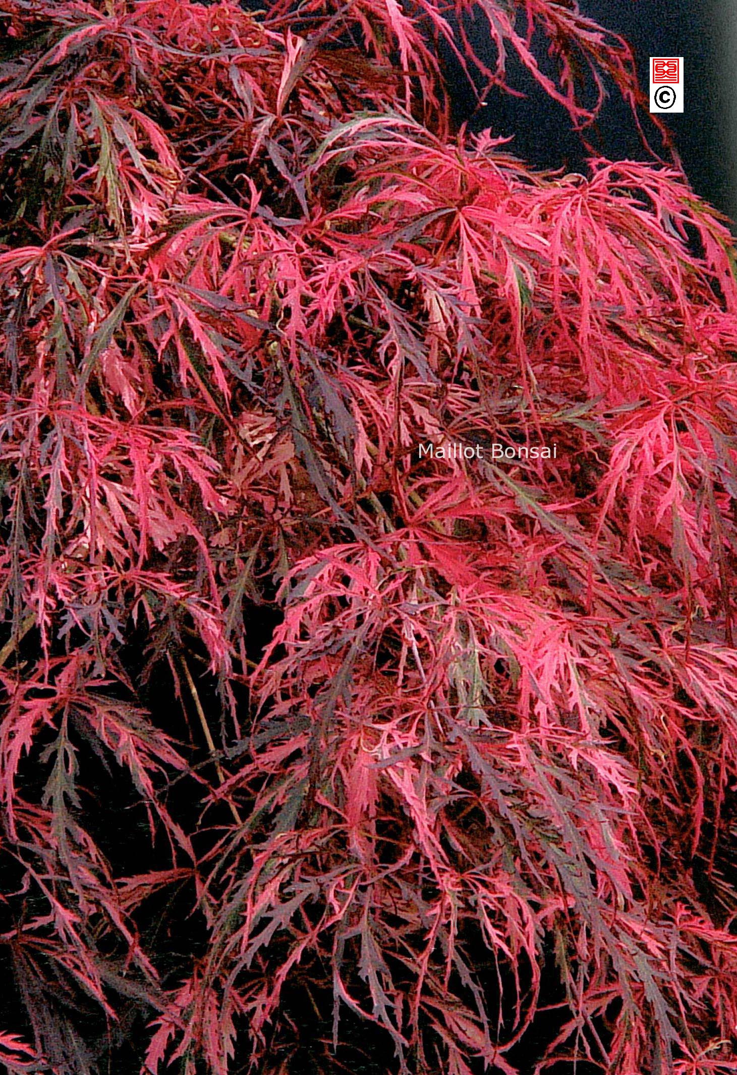 Acer palmatum 'Hana matoi'