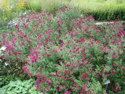 Aster novae-angliae 'Rubinschatz'