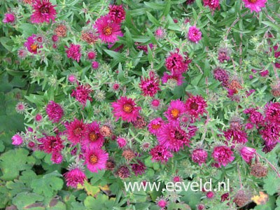 Aster novae-angliae 'Rubinschatz'