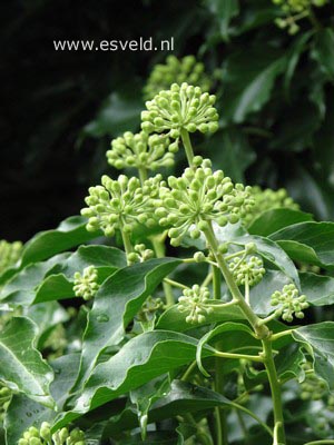 Hedera helix Arborescent Group