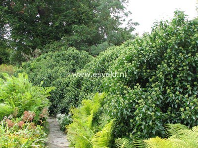 Hedera helix Arborescent Group