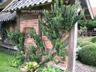 Hedera helix 'Erecta'