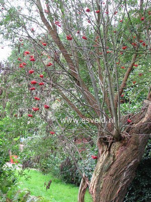 Sorbus aucuparia