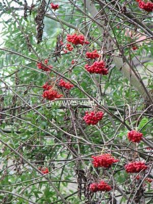 Sorbus aucuparia