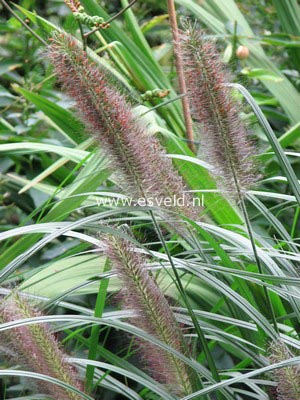 Pennisetum alopecuroides var. viridescens