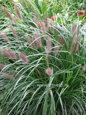 Pennisetum alopecuroides var. viridescens