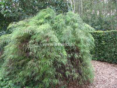 Sambucus racemosa 'Tenuifolia'