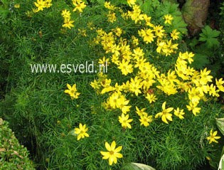 Coreopsis verticillata 'Zagreb'