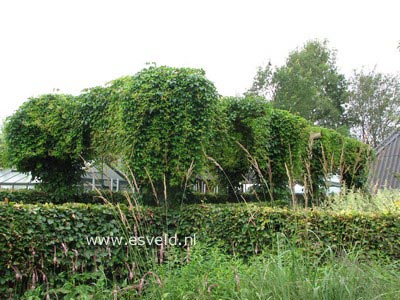 Parthenocissus tricuspidata 'Veitchii'