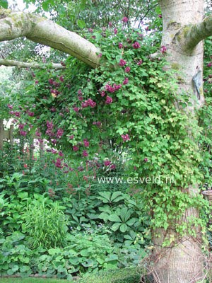 Clematis 'Purpurea Plena Elegans'