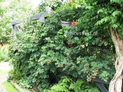 Rubus 'Thornless Evergreen'