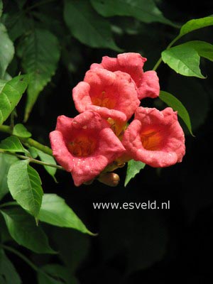 Campsis tagliabuana 'Mme Galen'