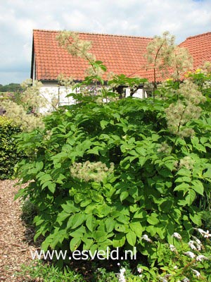 Aralia californica