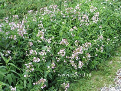 Saponaria officinalis