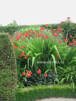 Crocosmia 'Lucifer'