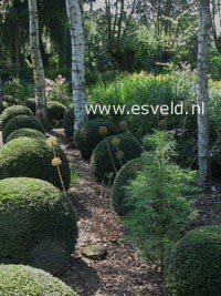 Buxus sempervirens