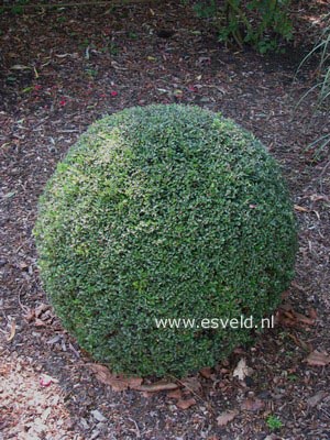 Buxus sempervirens