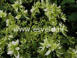 Hydrangea arborescens 'Hayes Starburst' (HOVARIA)